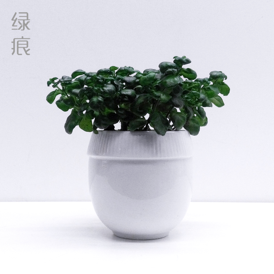 绿痕 绿植 植物 黑珍珠 盆栽 净化空气 防辐射 吸甲醛 家居美化