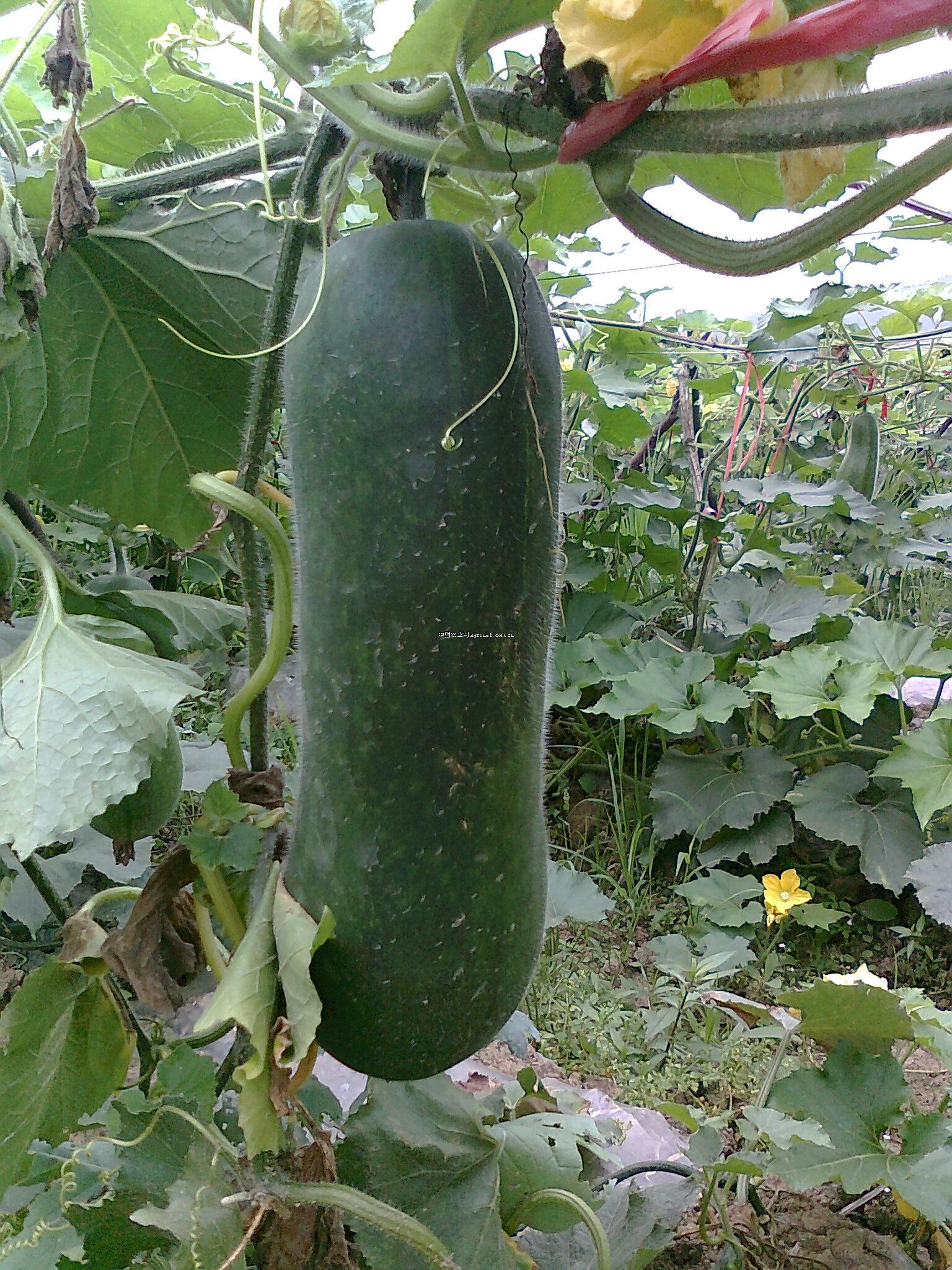 冬瓜好处那么多,具有什么营养!