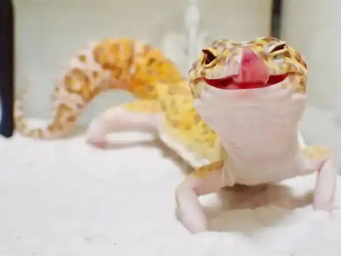 这只爱笑的壁虎,最近火爆了网络!__财经头条