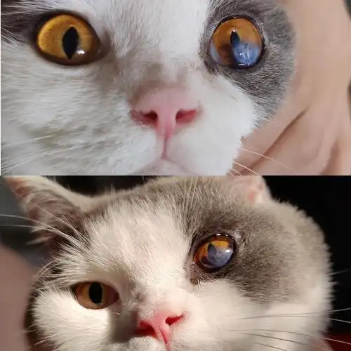 【领养】北京英短蓝白找领养