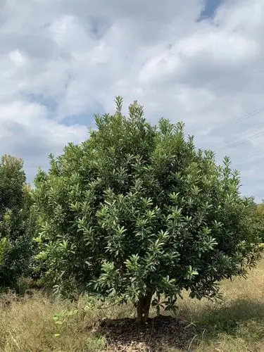 永绿园艺场的杨梅树等你来认领