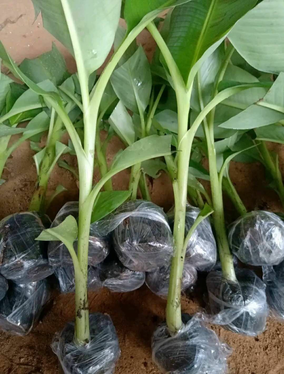 中蕉9号香蕉苗香蕉九号苗产量特别高的