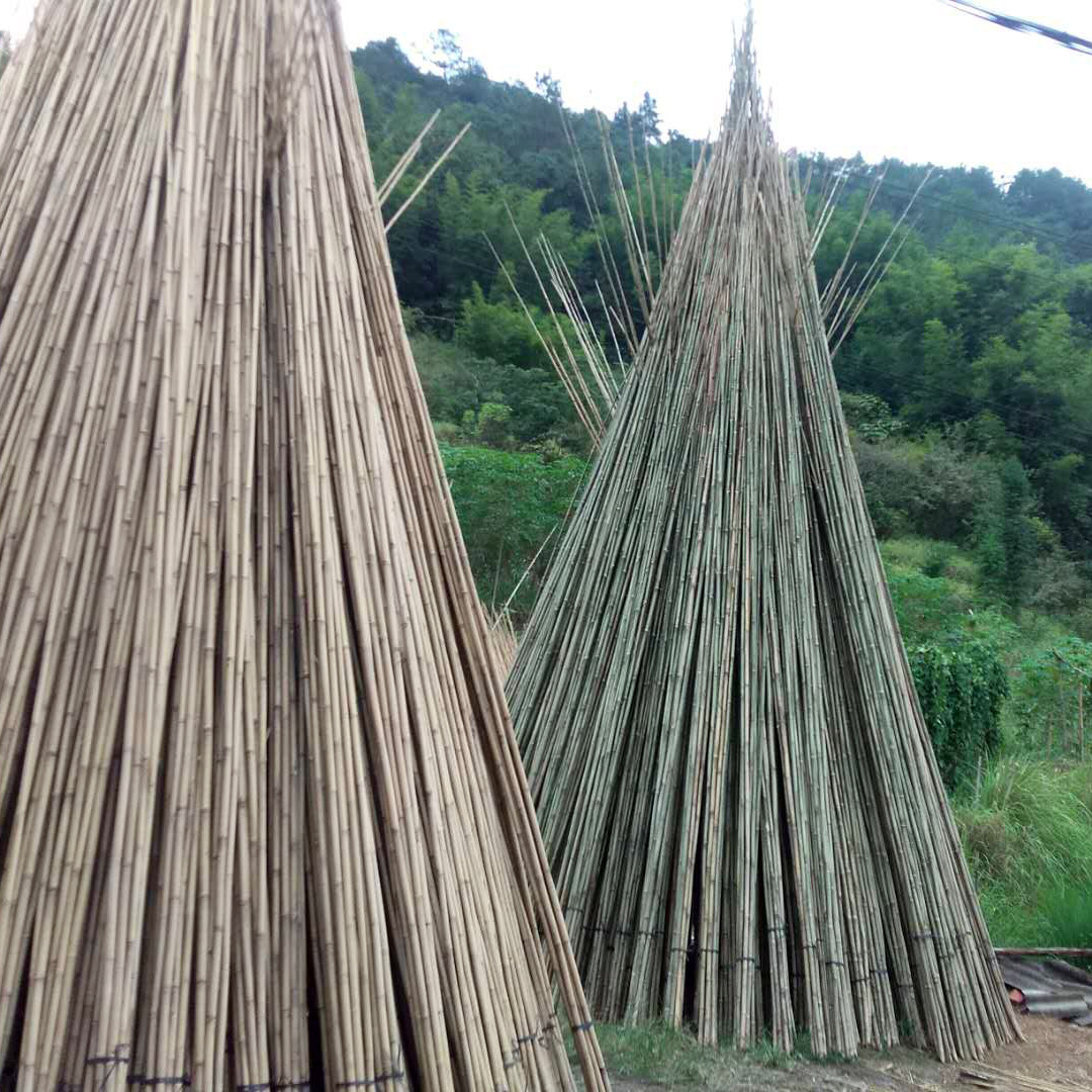 竹鱼杆竹厘竹茶杆竹首单有优惠