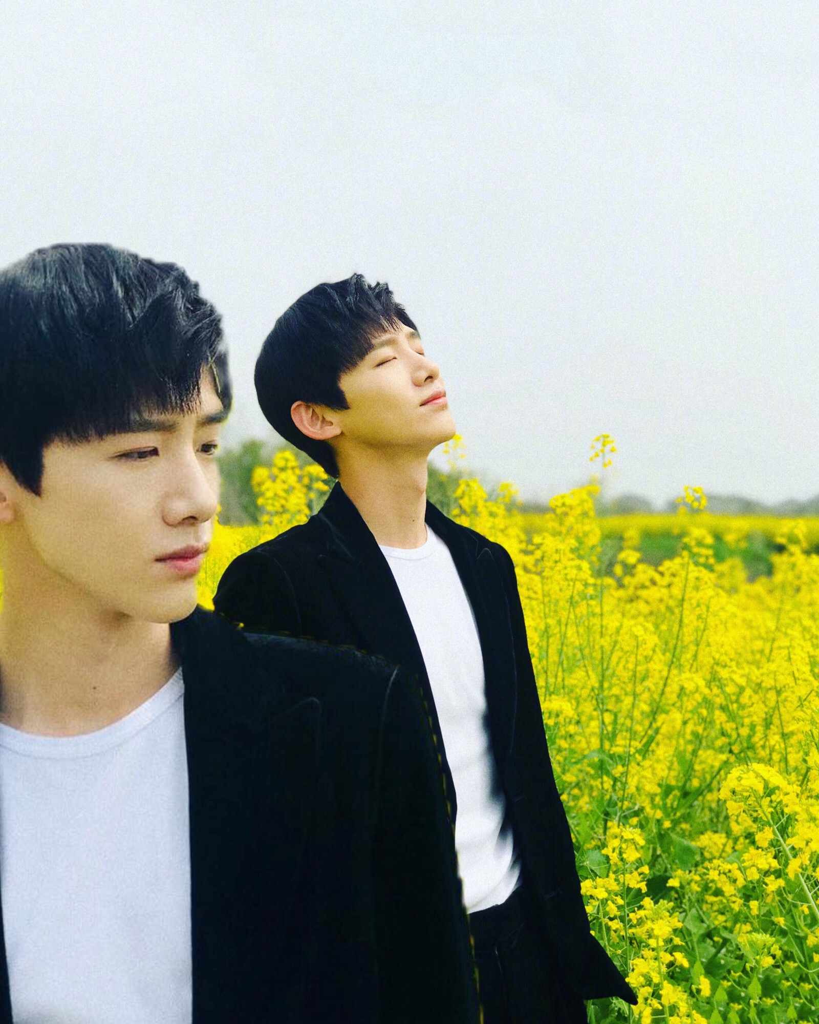 自制图 白敬亭和他的油菜花