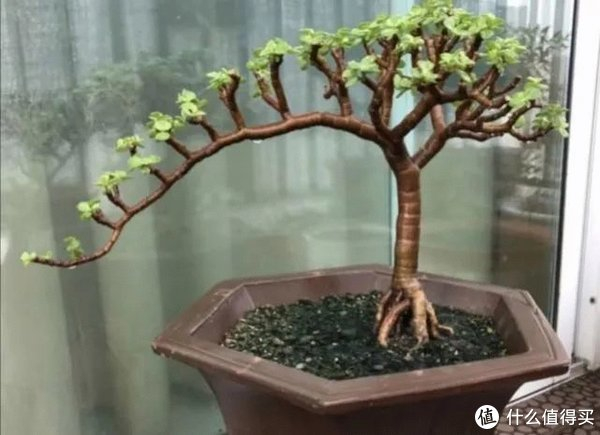 另外平时也需要经常的修剪,保持这种造型,就能让金枝玉叶越来越精致.