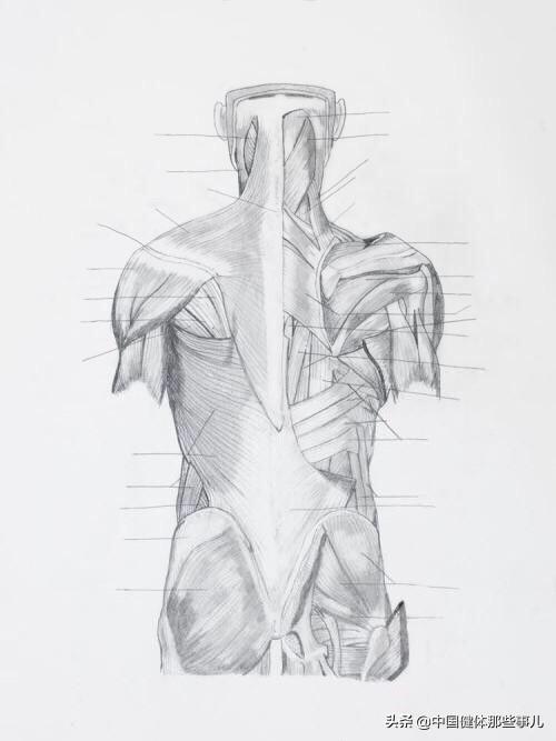 背部训练怎么安排动作顺序?