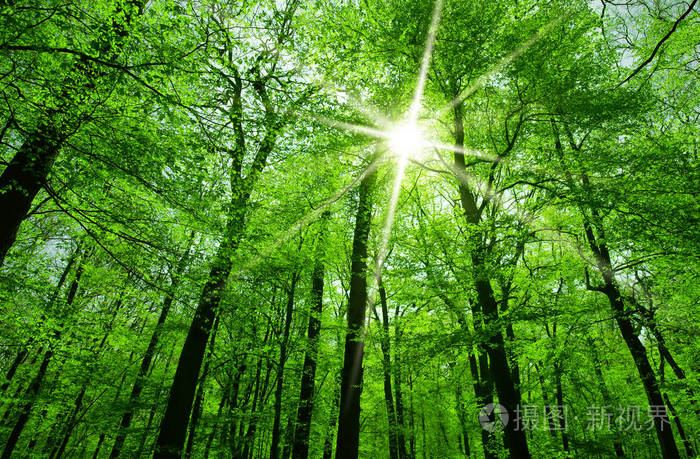春天的阳光透过树枝照耀