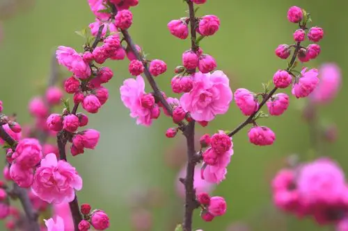 鲜艳靓丽的梅花