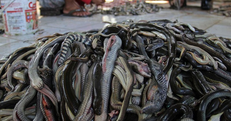 探秘印尼残忍血腥屠蛇场:活剥蛇皮似脱手套