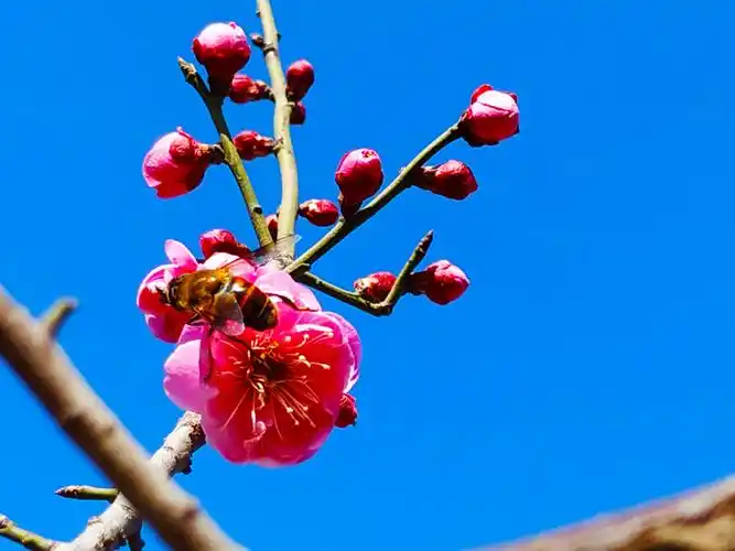 图说:滑县西湖畔 红梅花儿开