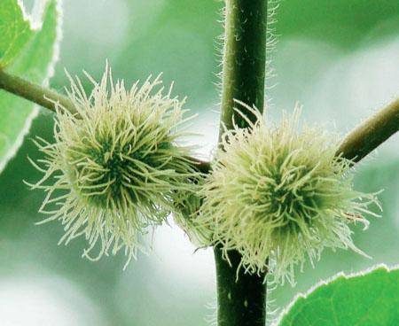 构树的雌花,宛如一棵棵长满软刺的白色小球.