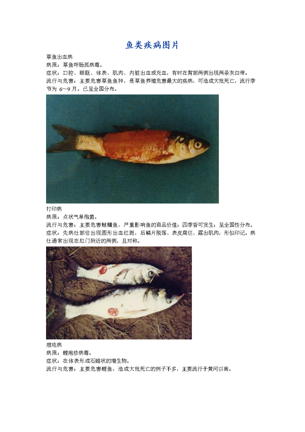 鱼类疾病图片.doc
