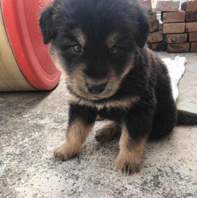 但是他们看到以后都嘲笑我,说着根本不是什么藏獒,这就是一只小土狗