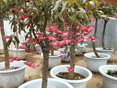 金丝吊蝴蝶欣赏