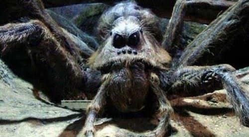 巨蜘蛛相当恐怖的丛林猎杀者吃人图片曝光普通蜘蛛百倍大