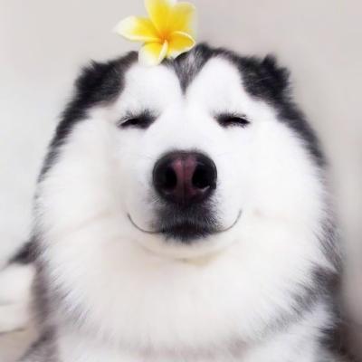 高清二货哈士奇头像高清搞笑可爱的二哈蠢萌头像图片