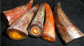 犀牛角是什么样子的呢?