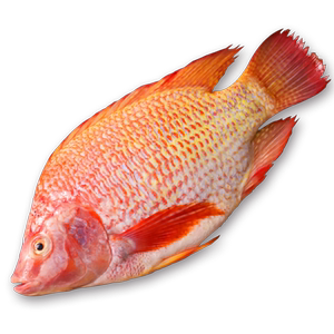 红慈鲷罗非鱼水产新鲜冷水淡水鱼冷冻冰鲜养殖鲷鱼半成品海南特产,可