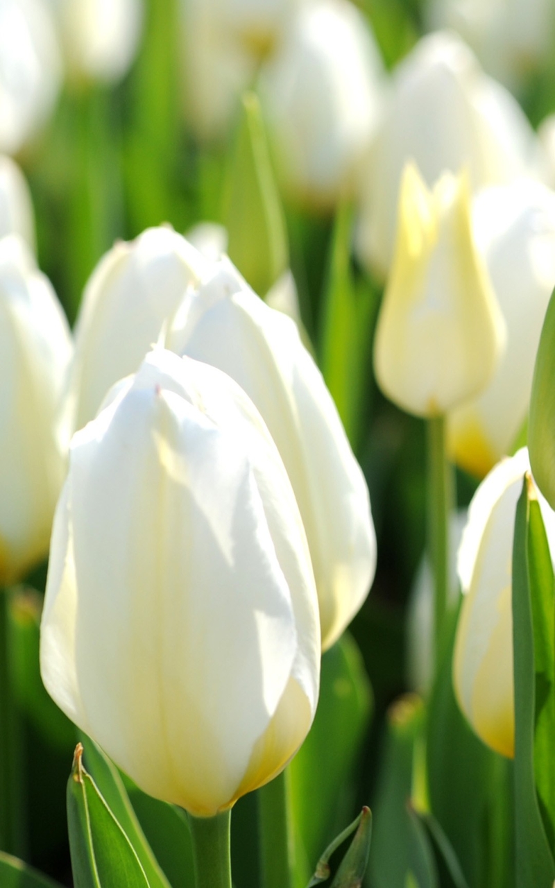 简约唯美好看的风景高清大图手机壁纸