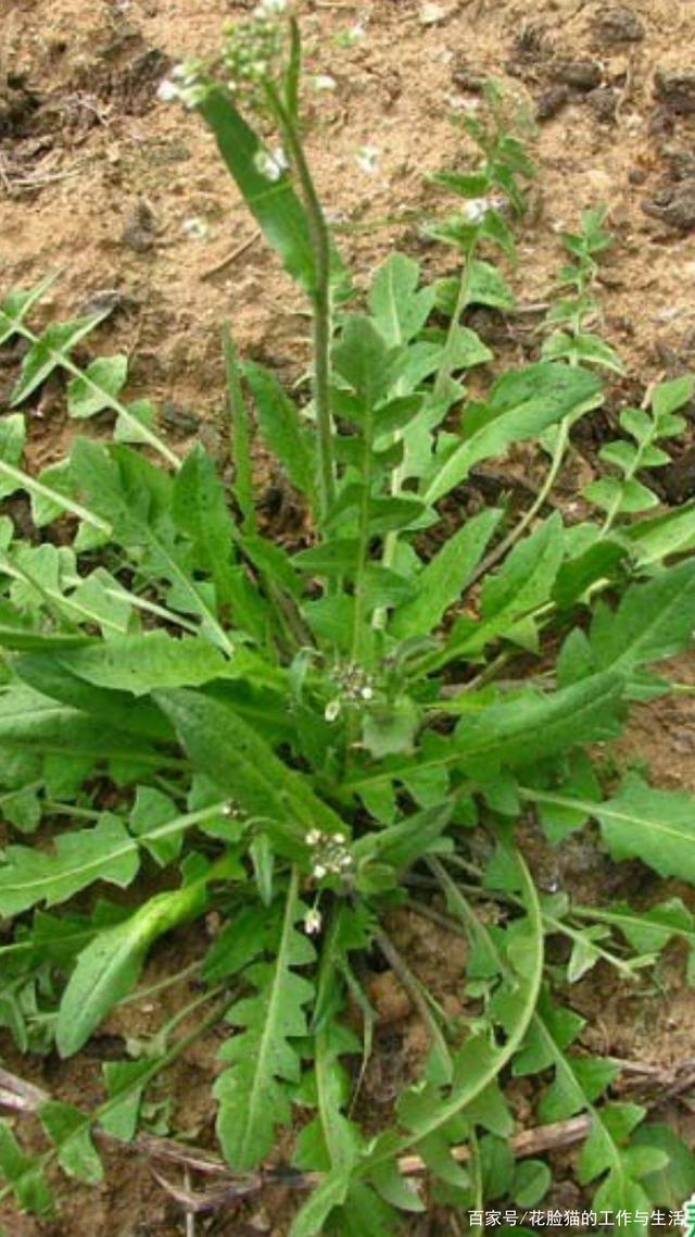 荠菜,蒲公英,马兰头你能分清楚吗