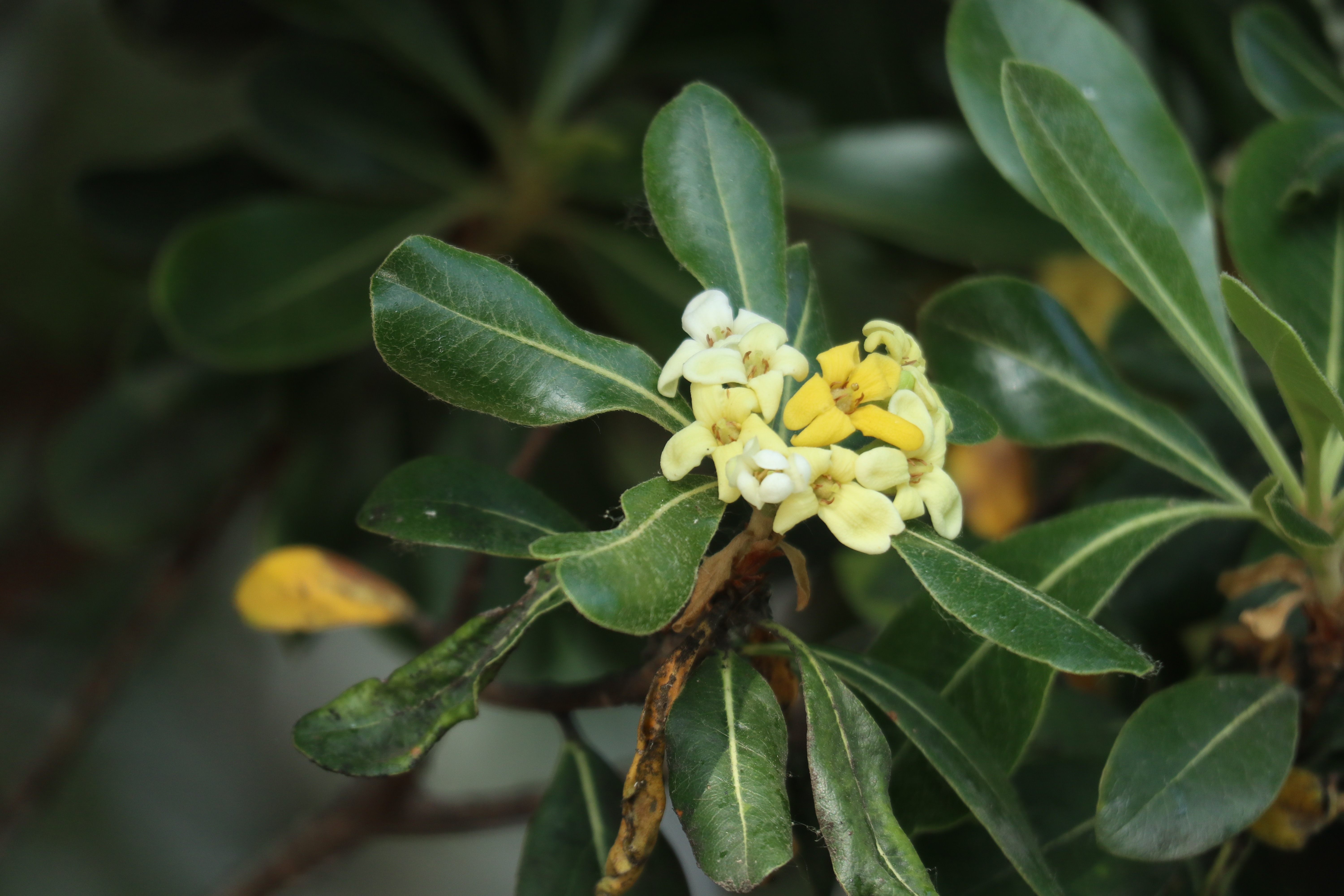 "七里香"海桐(照片原创,拍摄于青岛市区)