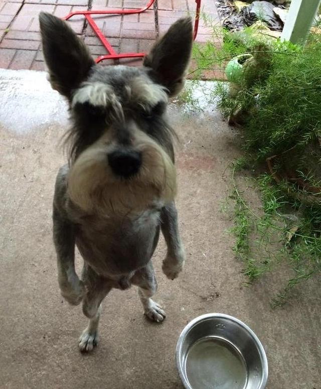 18张宠物们的搞笑图片,你们表情这么丰富你们主人知道吗?