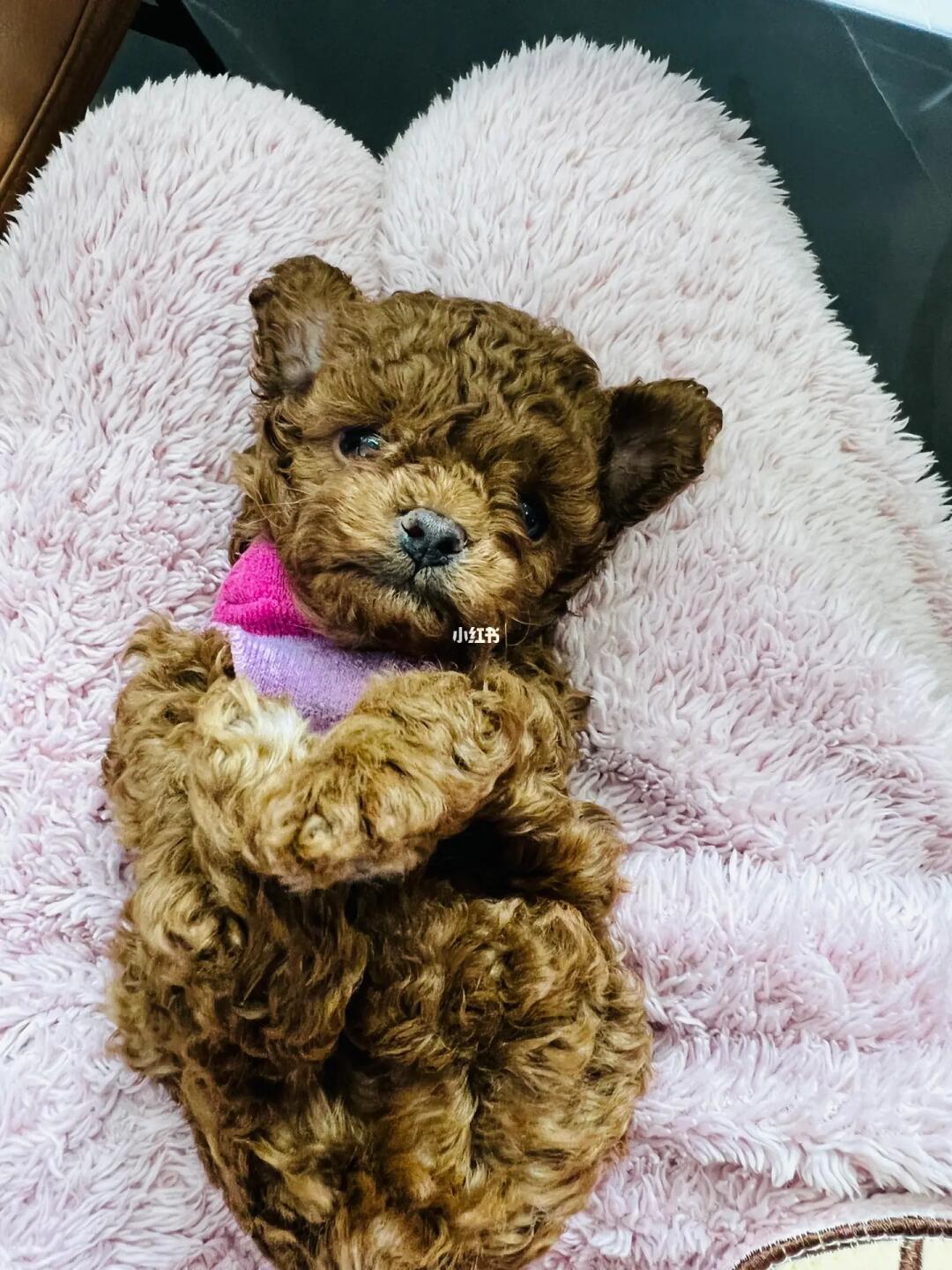 帮忙看看泰迪多大了