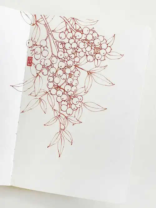 钢笔速写南天竹合集