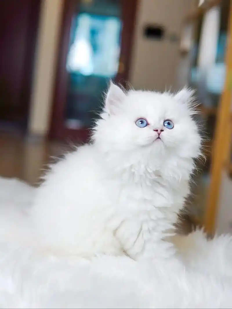 洛阳竟然有这个好看的猫咪,关键是价格不贵.长毛银点弟弟,白白 - 抖音