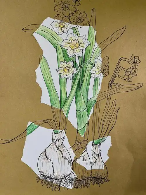 创意画水仙花写生