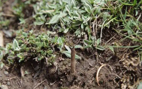 人工养殖冬虫夏草的方法