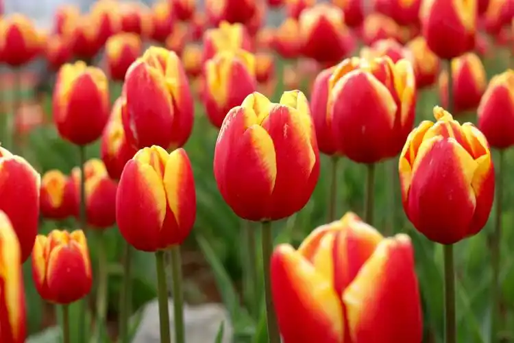 郁金香花色繁多,不同的颜色也代表着不同的含义.