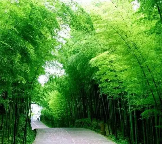 竹子头像(绿色竹子头像)_植物知识网