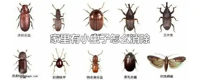 家里有小虫子怎么消除