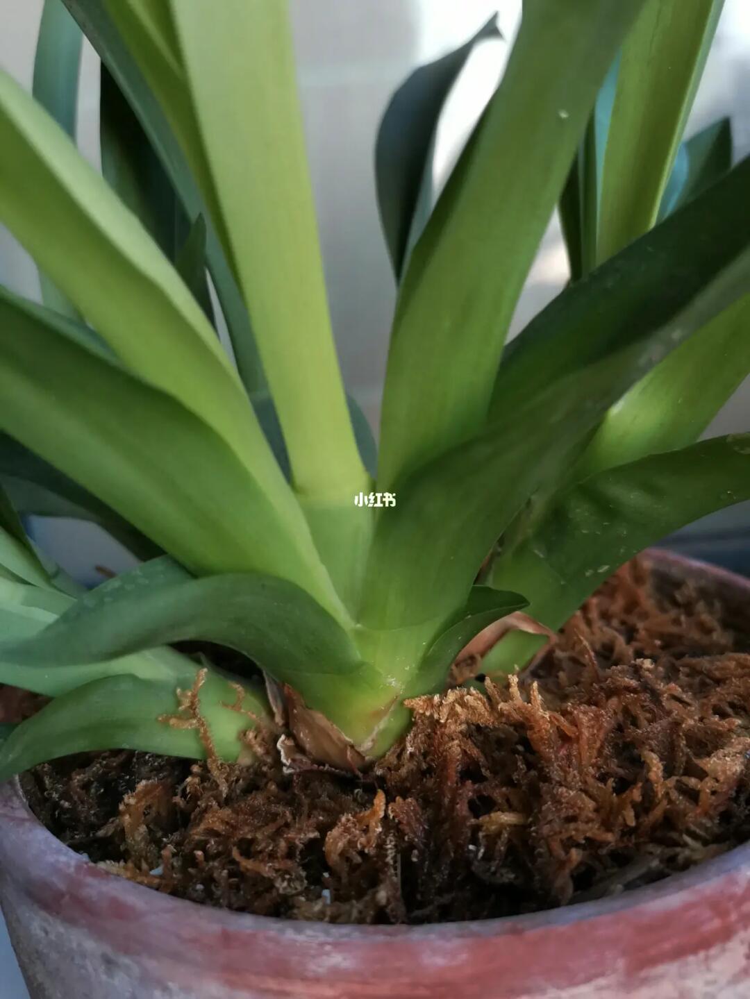 养了一年的文心兰长出了假鳞茎,期待能有开花时