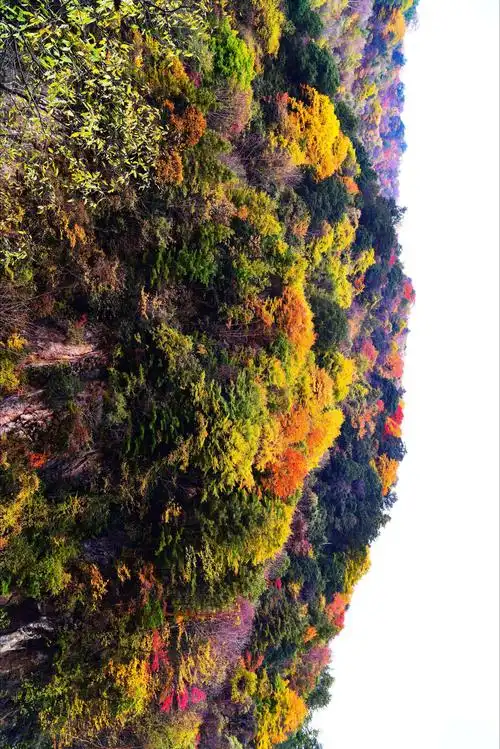 金秋重阳穿越秦岭黄柏塬原始森林