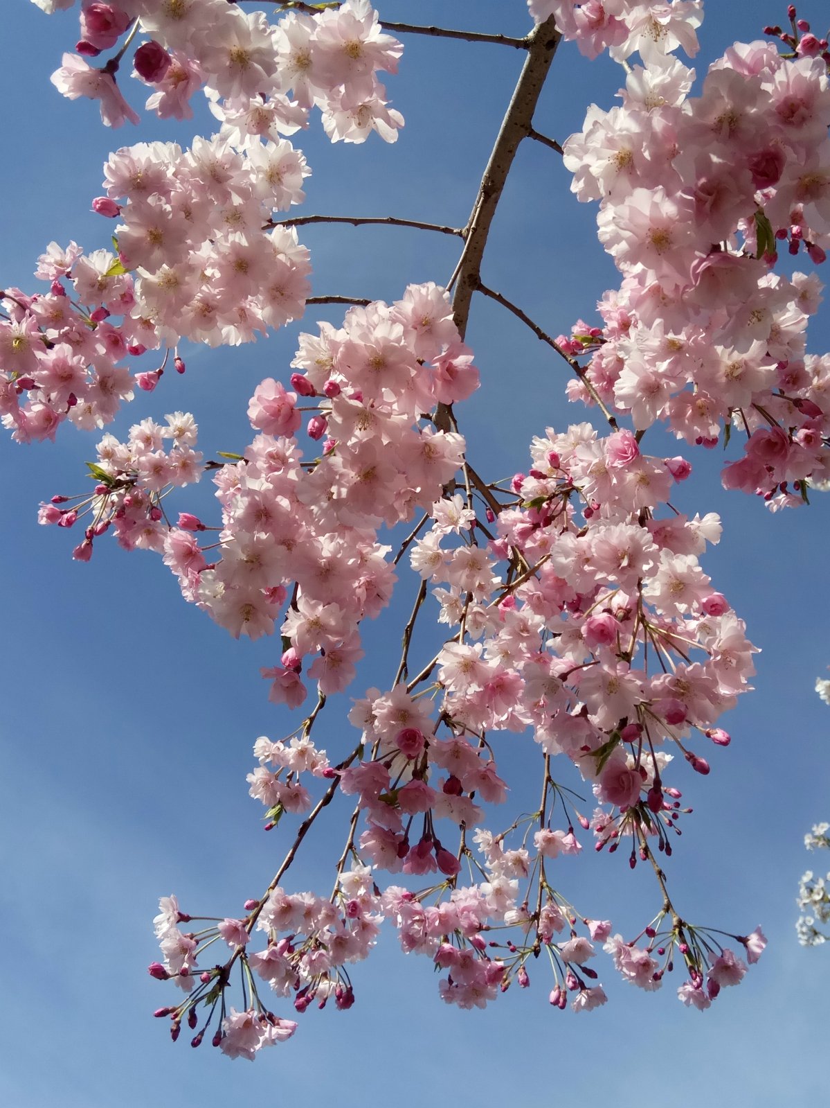 公园里有近2000株樱树有几十个品种的樱花玉渊潭公园是春天里欣赏樱花