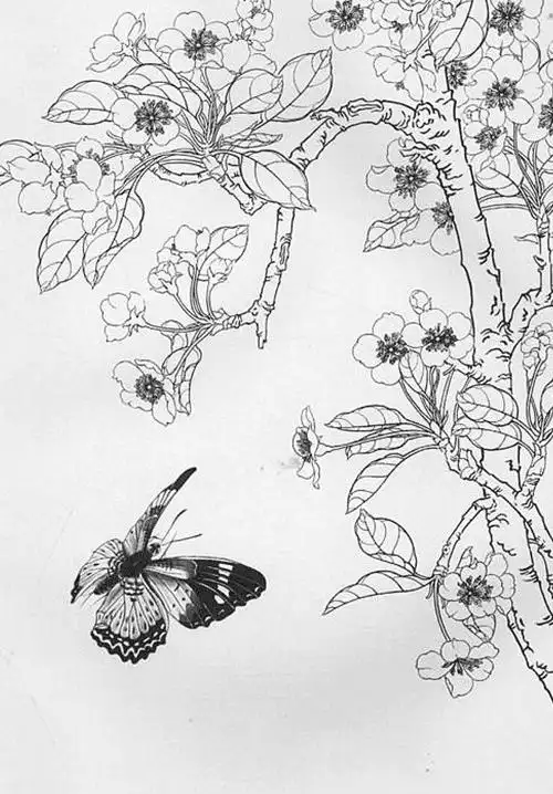 花鸟工笔画白描底稿