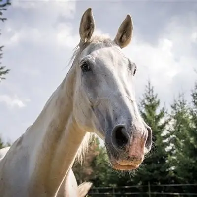 骏马经典头像 俊美的白马微信头像图片