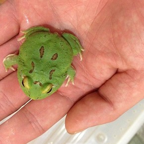 进口翡翠角蛙(退纹角蛙)招财蛙送海绵一块(极品)