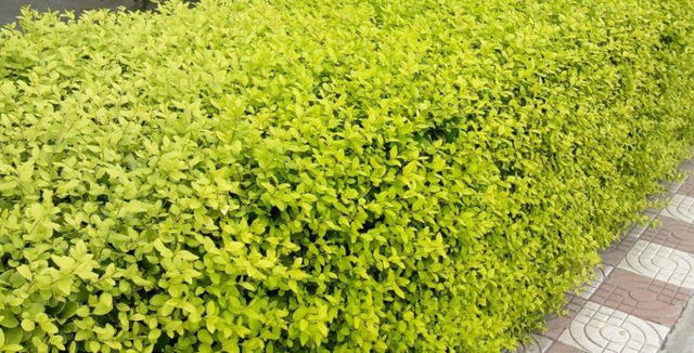 常见道路绿化带灌木的5个品种,你有见过吗