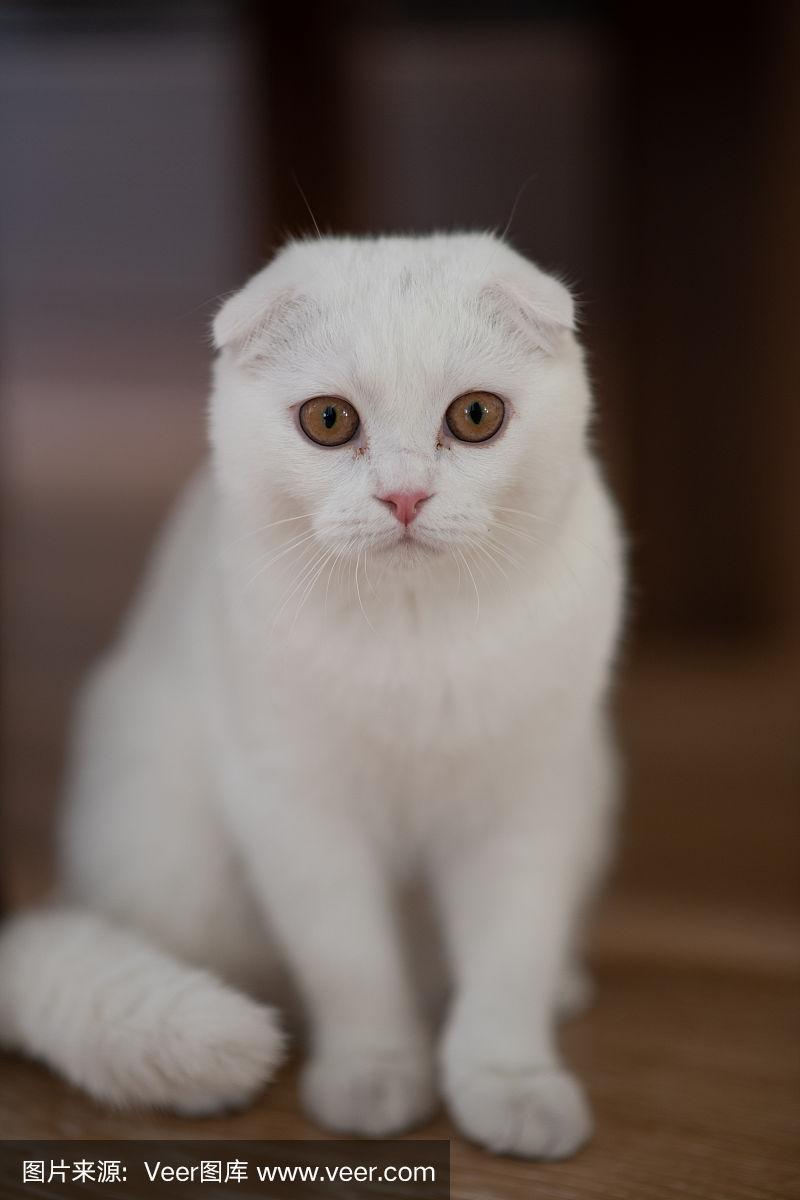 白色,苏格兰折耳猫,小猫,宠物,垂直画幅