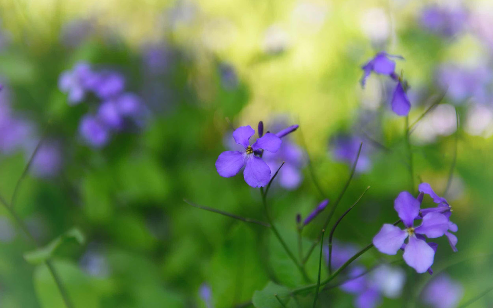 小清新紫色小花摄影图片高清壁纸高清大图预览1920×1200_植物壁纸