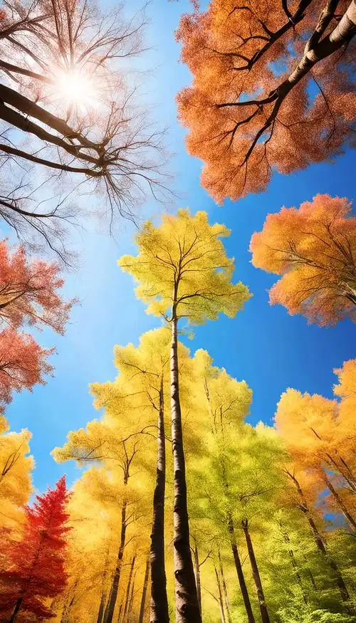 在深秋的画卷中,一片枫树林静静地矗立,火红的枫叶如燃烧的云朵,点