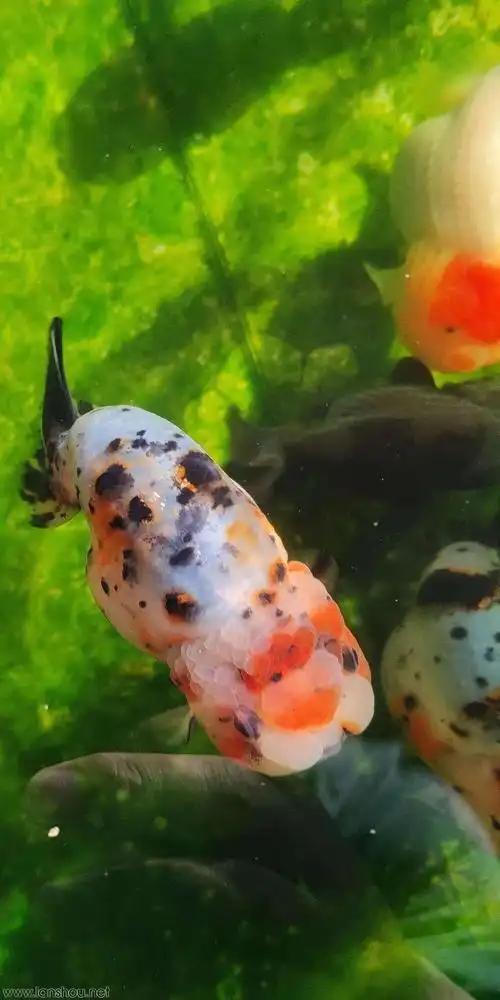 金鱼集市区 潘氏兰寿