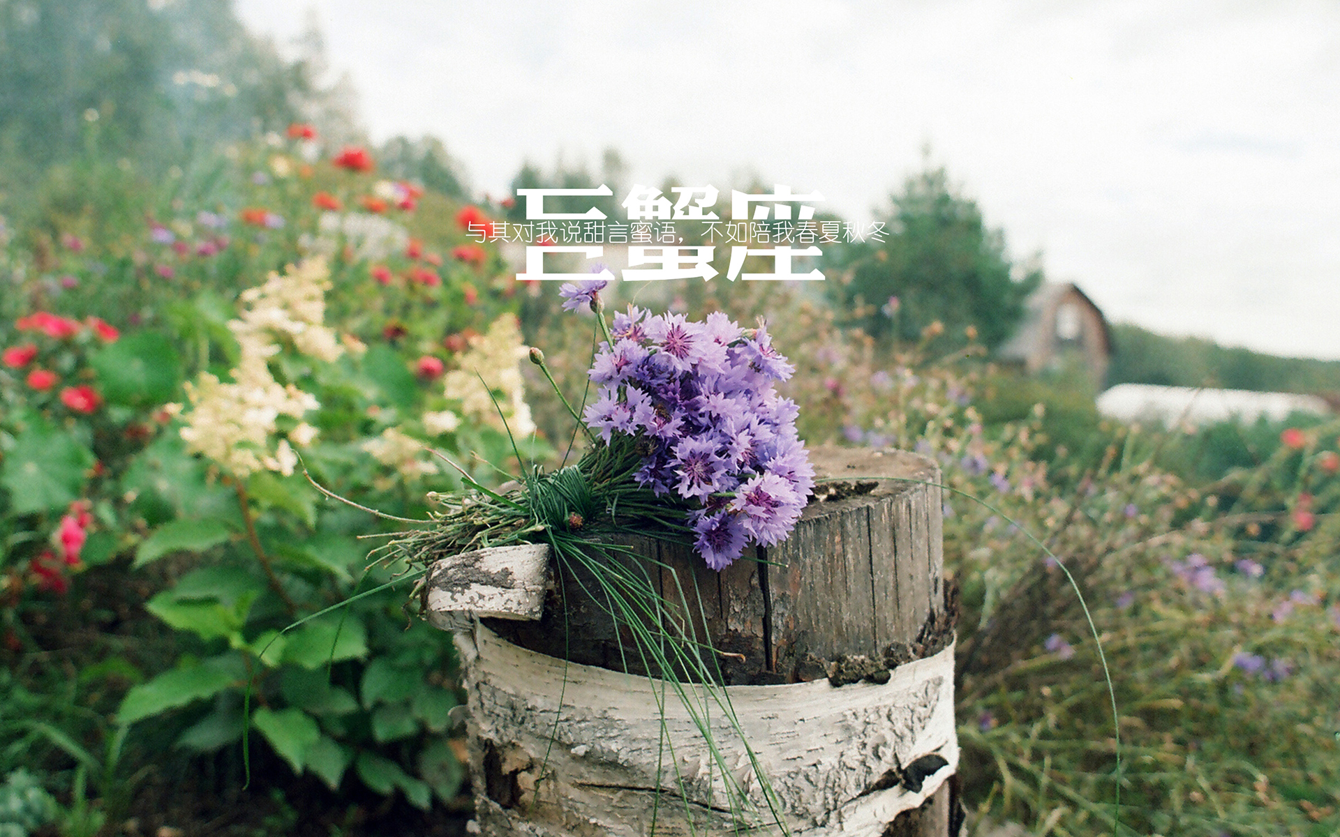 巨蟹座简约文字唯美小清新桌面壁纸