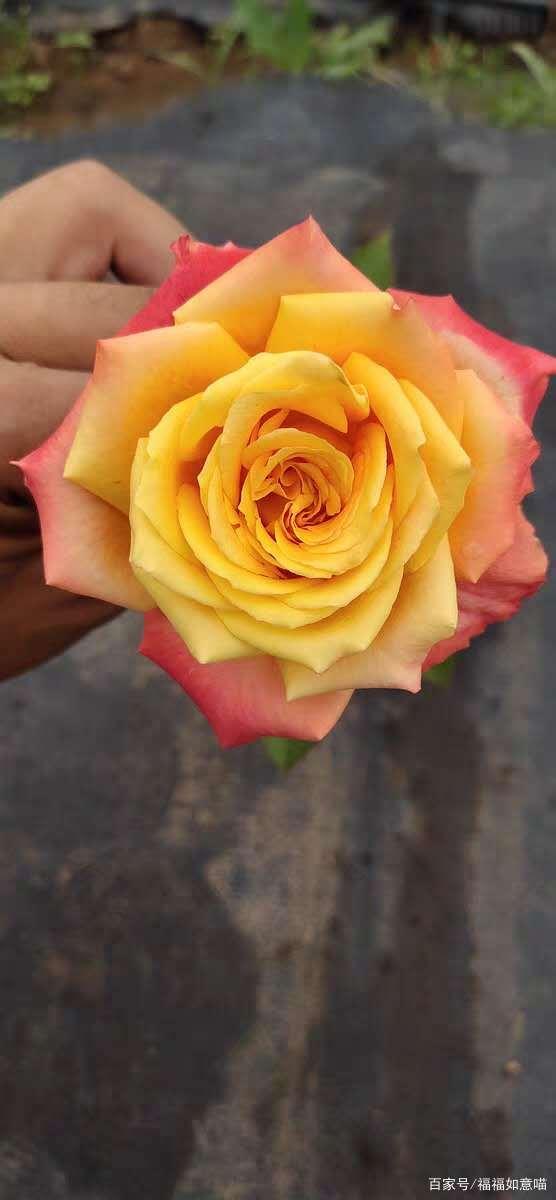 聊一聊花友入手后,爱不释手的月季品种