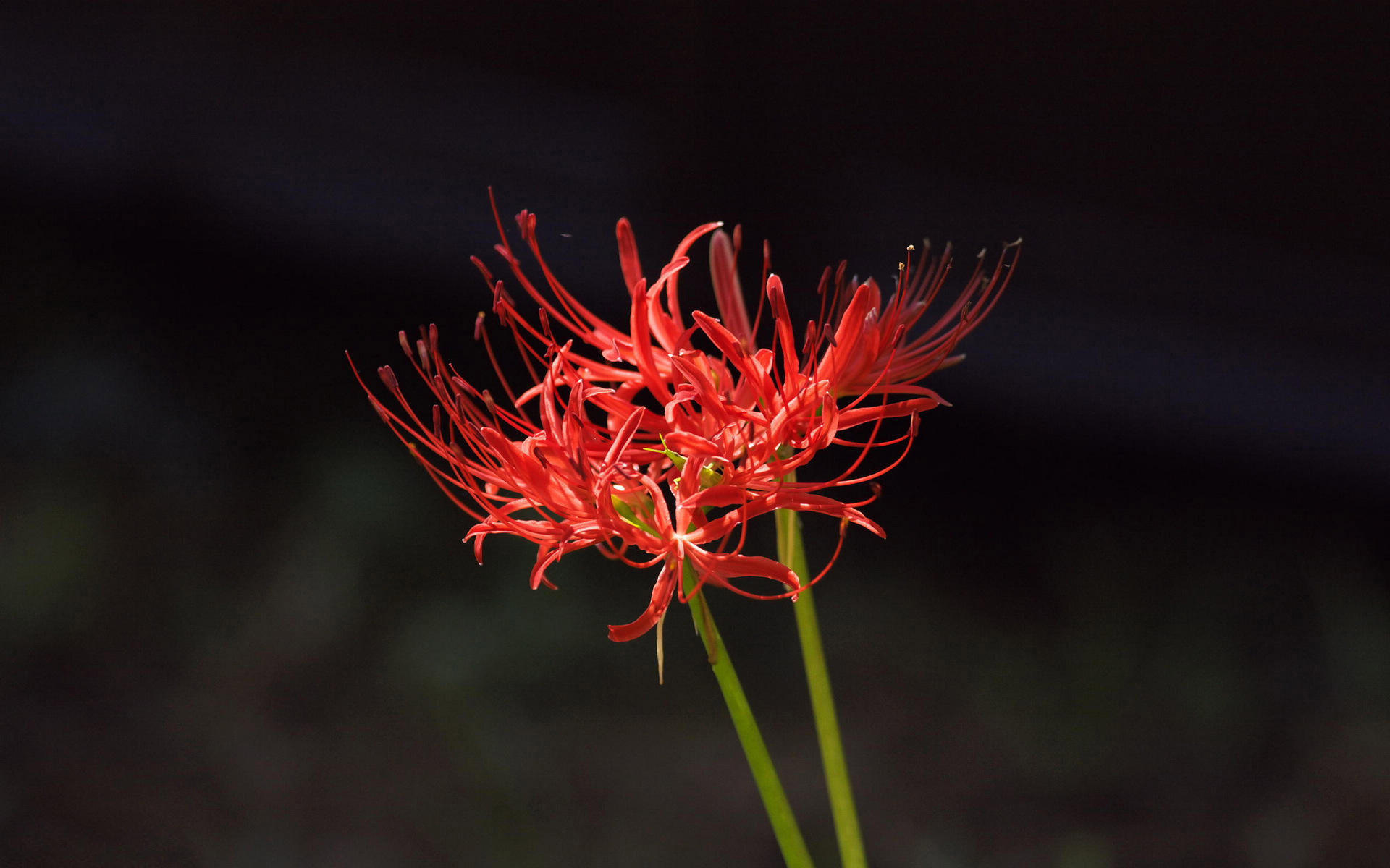 美丽彼岸花高清电脑桌面壁纸下载