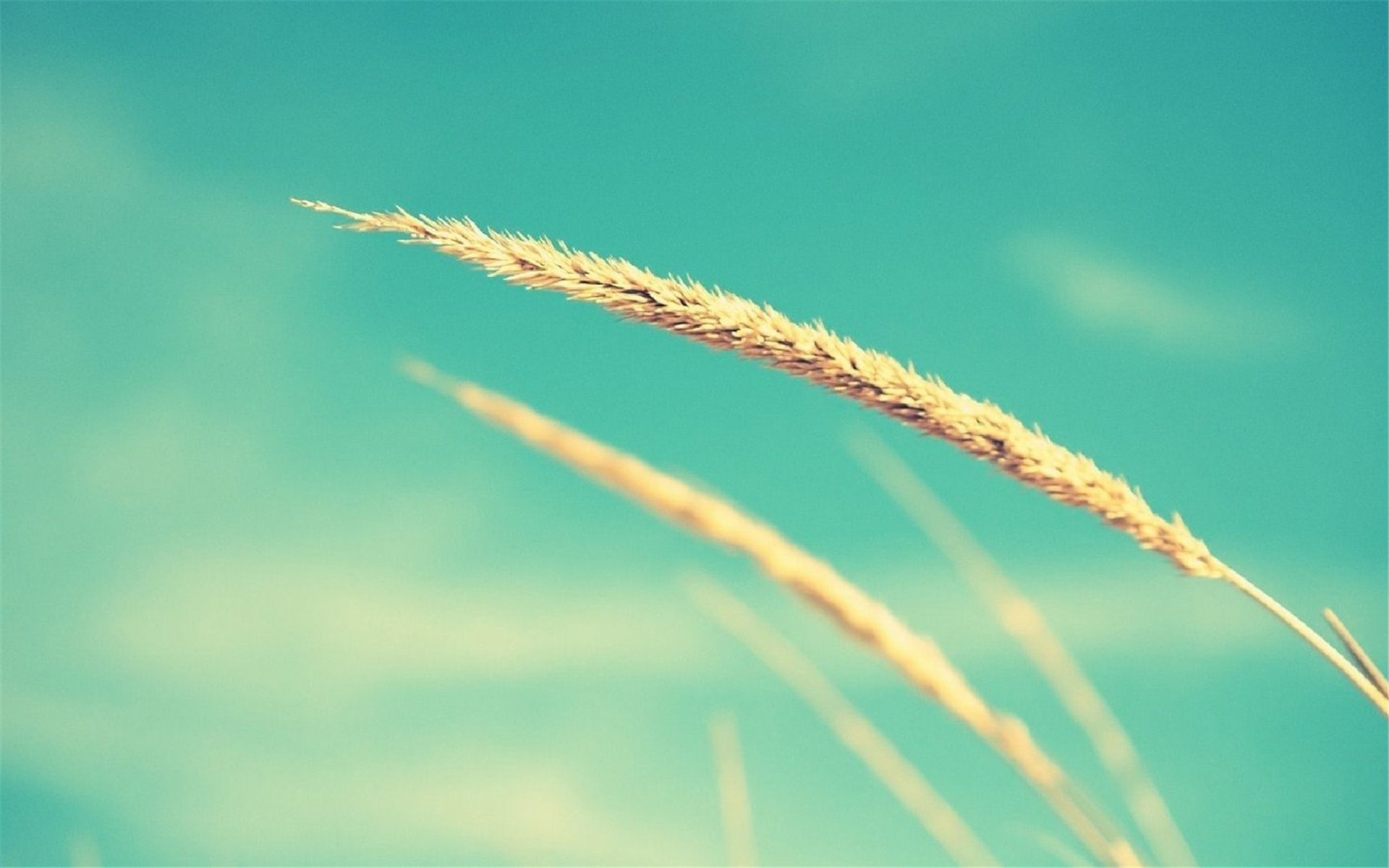 小清新浅色系高清桌面壁纸