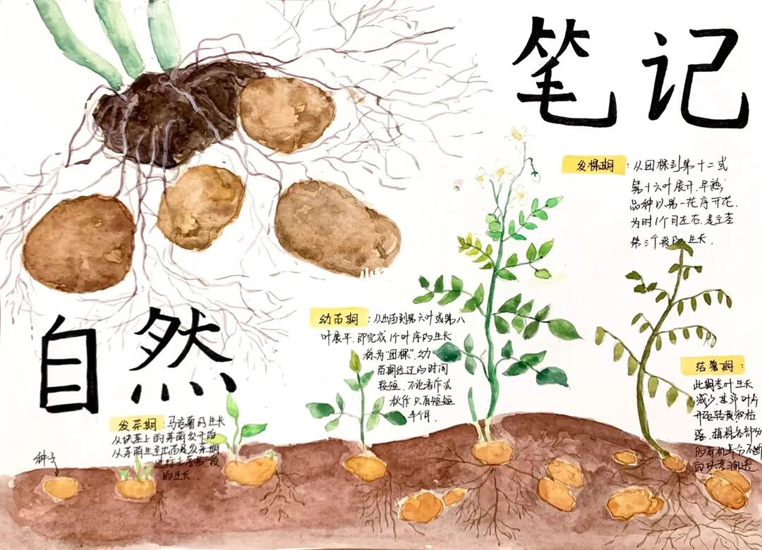 儿童手绘扎画土豆生长笔记